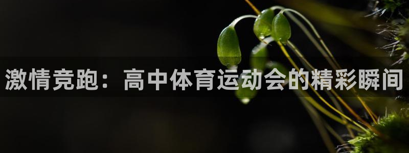 激情竞跑：高中体育运动会的精彩瞬间